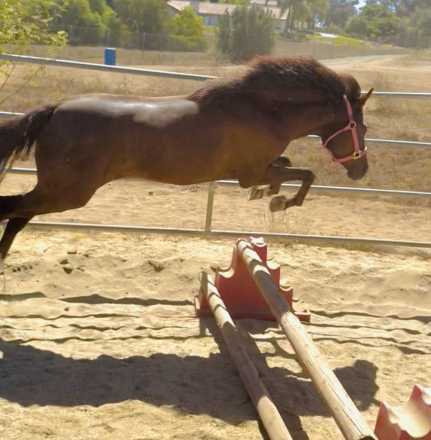 HorseID: 2305993 Tulsa - PhotoID: 1091608