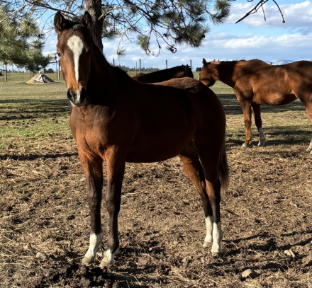 HorseID: 2306044 FRECKLE ME PROUD - PhotoID: 1095376