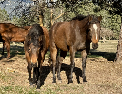 HorseID: 2306045 Lily Four O Six - PhotoID: 1095378