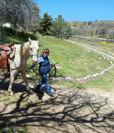 HorseID: 2306097 ButterCream - PhotoID: 1090803