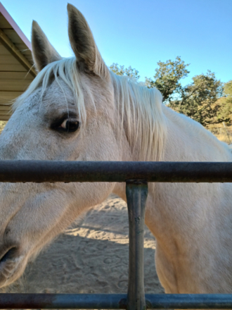 HorseID: 2306097 ButterCream - PhotoID: 1094922