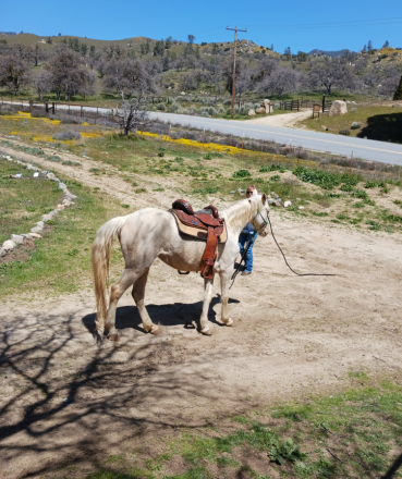 HorseID: 2306097 ButterCream - PhotoID: 1094923