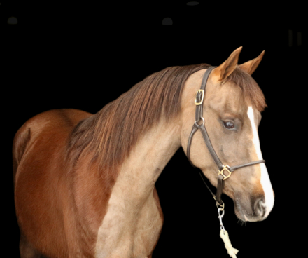 HorseID: 2306275 OCF Twilight Teah - PhotoID: 1091148