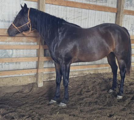 HorseID: 2306288 Just Let Me Be Lazy - PhotoID: 1089970