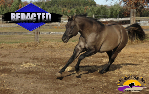 HorseID: 2306355 REDACTED - PhotoID: 1091173