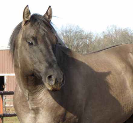 HorseID: 2306355 REDACTED - PhotoID: 1095042