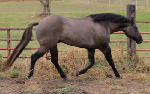 HorseID: 2306355 REDACTED - PhotoID: 1095043