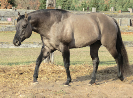 HorseID: 2306355 REDACTED - PhotoID: 1095044