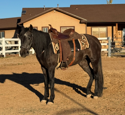 HorseID: 2306376 Roxanne -- Three-Year Old Mustang Filly - PhotoID: 1090066