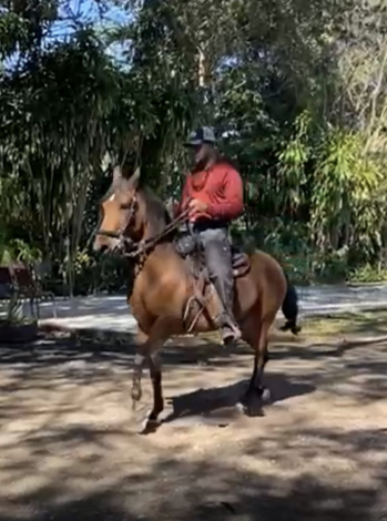 HorseID: 2306639 Mariposa (Butterfly) de Guadalupe - PhotoID: 1090388