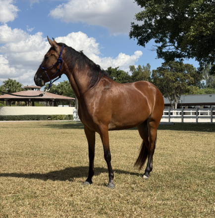 HorseID: 2306639 Mariposa (Butterfly) de Guadalupe - PhotoID: 1090390