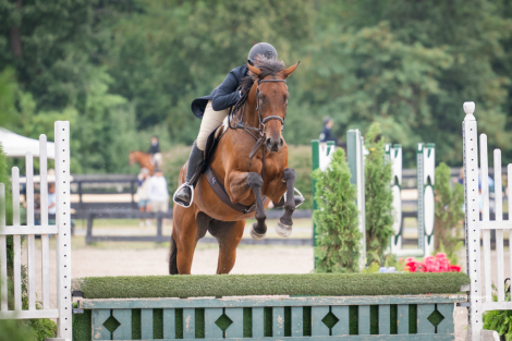 HorseID: 2306692 Teddy Spaghetti - PhotoID: 1090431