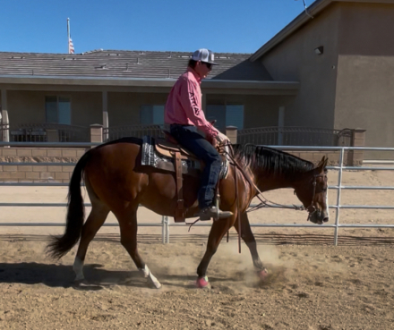 HorseID: 2306706 TALKIN ABOUT GORGEOUS - PhotoID: 1090457