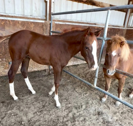 HorseID: 2306806 TBD Cowboys Silver Fenix - PhotoID: 1090570