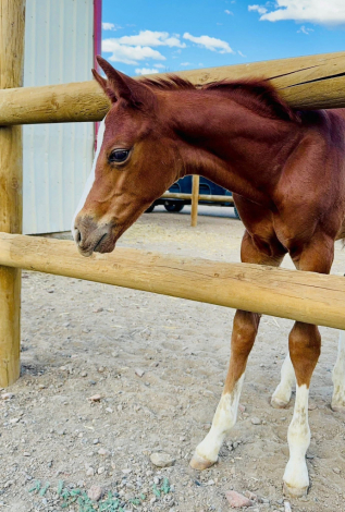 HorseID: 2306806 TBD Cowboys Silver Fenix - PhotoID: 1090571