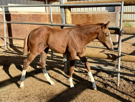 HorseID: 2306806 TBD Cowboys Silver Fenix - PhotoID: 1090572