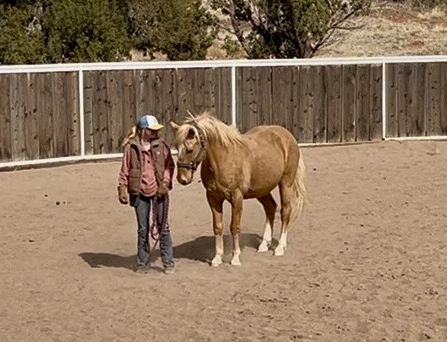 HorseID: 2306825 Journey - PhotoID: 1090589