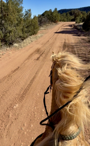 HorseID: 2306825 Journey - PhotoID: 1090590