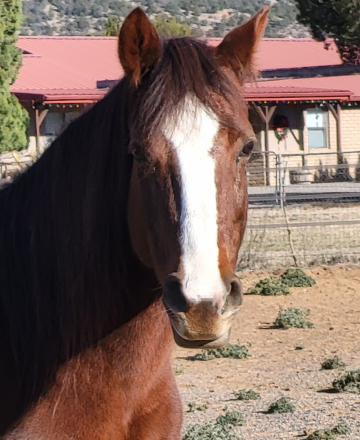 HorseID: 2306906 JAF Calico Treasure - PhotoID: 1091282
