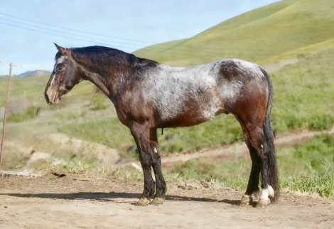 HorseID: 2306932 52 PICKUP - PhotoID: 1090730