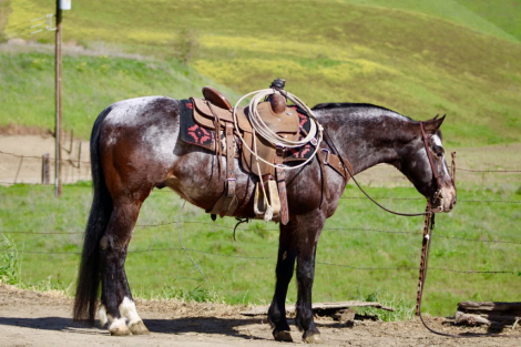 HorseID: 2306932 52 PICKUP - PhotoID: 1090732