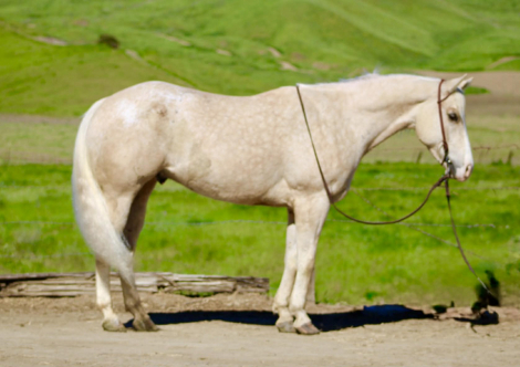 HorseID: 2306932 BOUGIE - PhotoID: 1090730