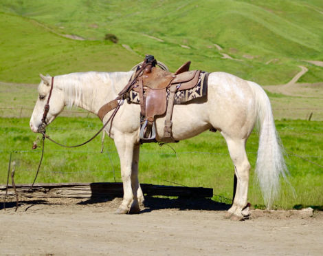 HorseID: 2306932 BOUGIE - PhotoID: 1090731