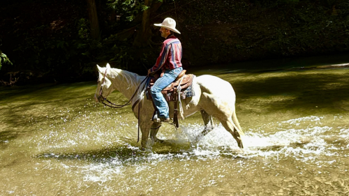 HorseID: 2306932 BOUGIE - PhotoID: 1090732