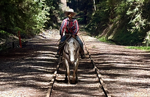 HorseID: 2306932 BOUGIE - PhotoID: 1090733