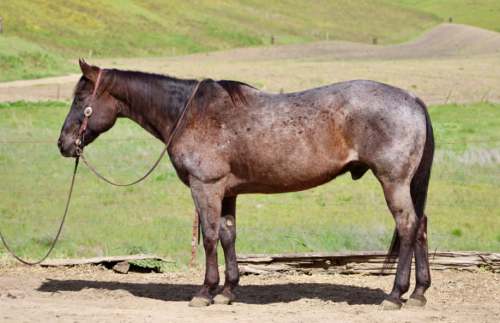 HorseID: 2306933 BANKER - PhotoID: 1090734