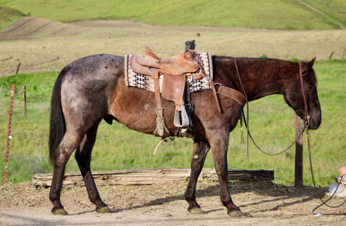 HorseID: 2306933 BANKER - PhotoID: 1090735