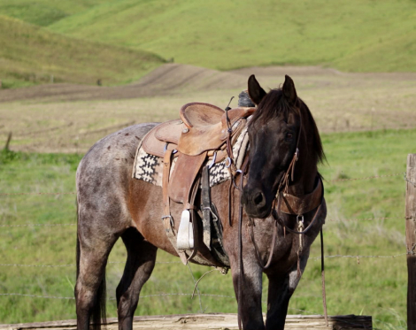 HorseID: 2306933 BANKER - PhotoID: 1090736