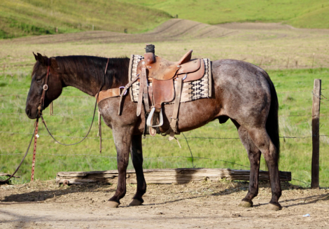 HorseID: 2306933 BANKER - PhotoID: 1090737