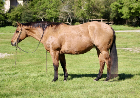 HorseID: 2306933 OPAL - PhotoID: 1090734