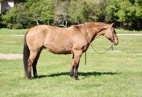 HorseID: 2306933 OPAL - PhotoID: 1090735