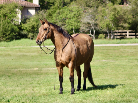 HorseID: 2306933 OPAL - PhotoID: 1090736