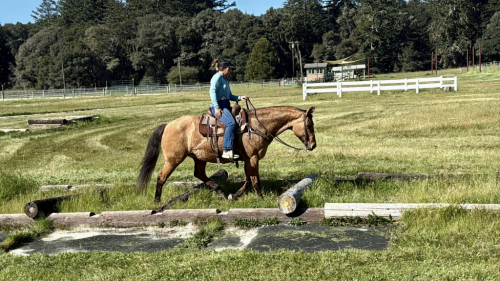 HorseID: 2306933 OPAL - PhotoID: 1090737