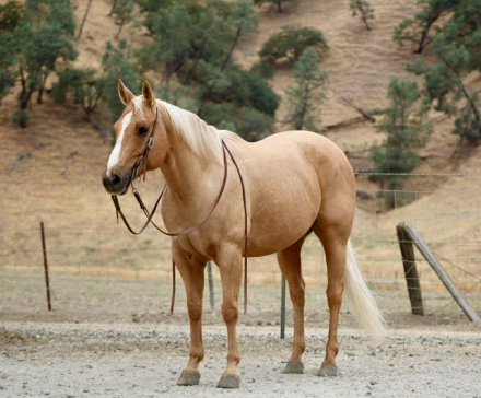 HorseID: 2306934 BINGO - PhotoID: 1090738