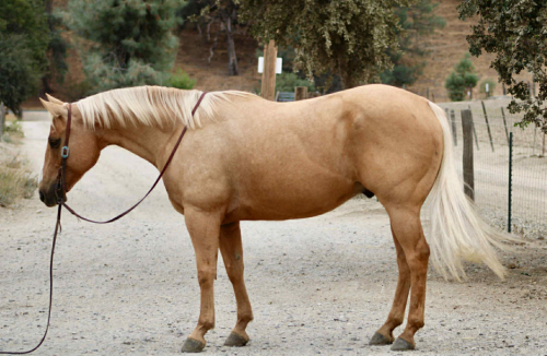 HorseID: 2306934 BINGO - PhotoID: 1090739