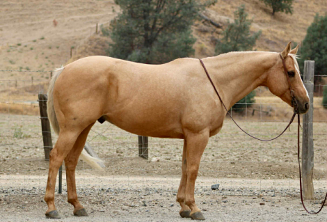 HorseID: 2306934 BINGO - PhotoID: 1090740