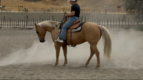 HorseID: 2306934 BINGO - PhotoID: 1090741