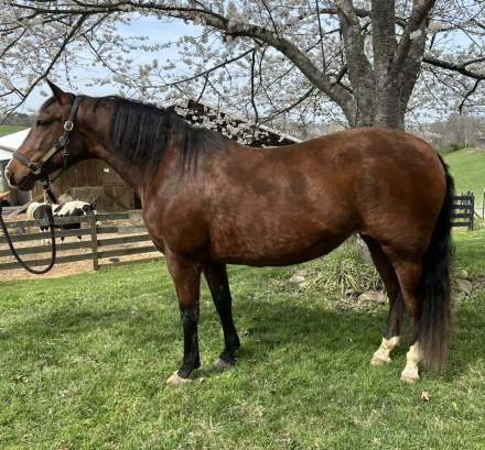 HorseID: 2306934 CARMONA SRF - PhotoID: 1090738