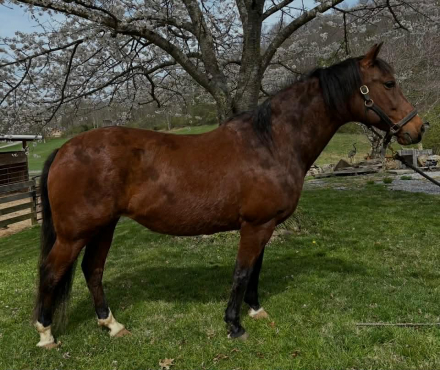 HorseID: 2306934 CARMONA SRF - PhotoID: 1090739