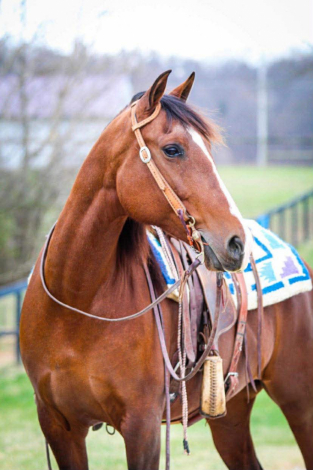 HorseID: 2306934 CARMONA SRF - PhotoID: 1090740