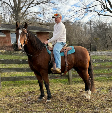 HorseID: 2306934 CARMONA SRF - PhotoID: 1090741