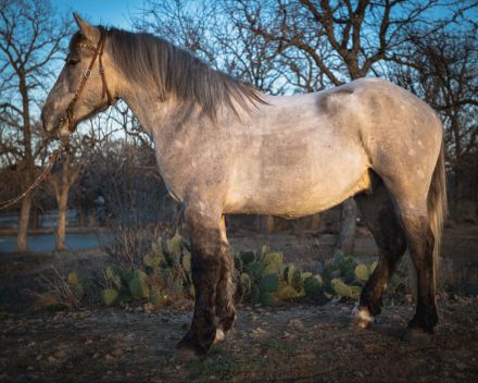 HorseID: 2306937 BLACKFOOT - PhotoID: 1090746