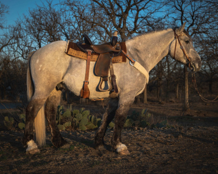 HorseID: 2306937 BLACKFOOT - PhotoID: 1090747