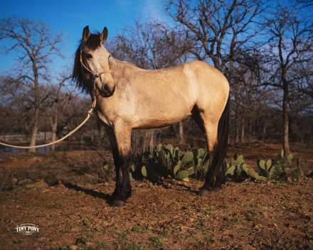 HorseID: 2306937 STORY - PhotoID: 1090746