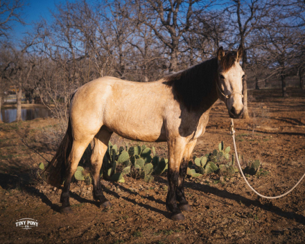 HorseID: 2306937 STORY - PhotoID: 1090747