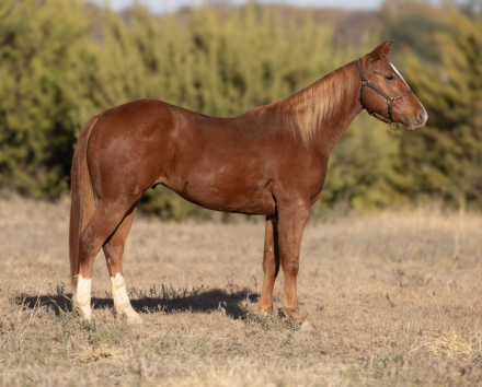 HorseID: 2306939 DUALIN DOC DOC - PhotoID: 1090742